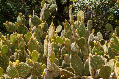 Close-up of succulent plant