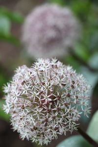 Close-up of cactus plant