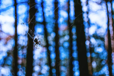 Close-up of spider on web against trees in forest