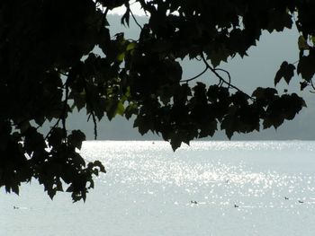 Silhouette tree by sea against sky