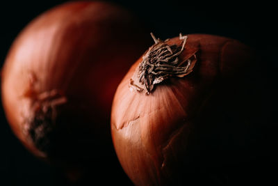 Close-up of pumpkin against black background