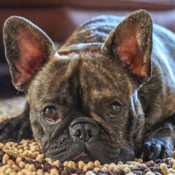 Close-up portrait of dog