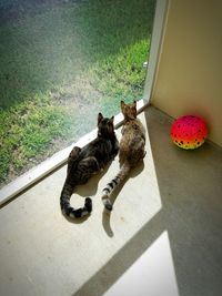 High angle view of cat on grass