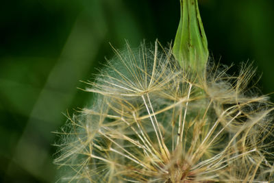 Close-up of dandelion on plant