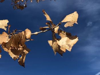 Low angle view of dry leaves against sky