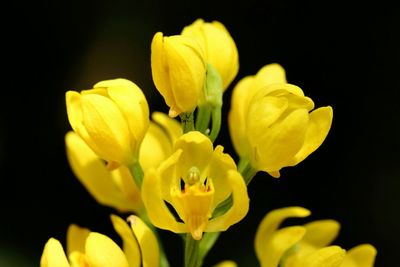 Close-up of flower over black background