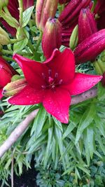 Close-up of wet red flower