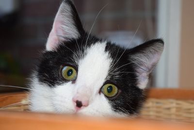 Close-up portrait of cat