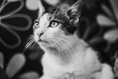 Close-up of cat looking away