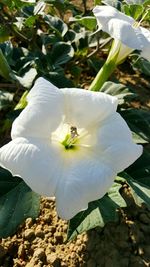 Close-up of white flower