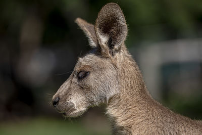 Close-up of deer