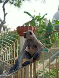 Bird perching on railing against plants