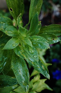 Close-up of wet plant leaves during rainy season