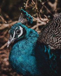 Close-up of a peacock