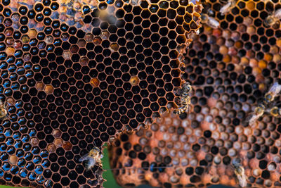 Full frame shot of insects on honeycomb