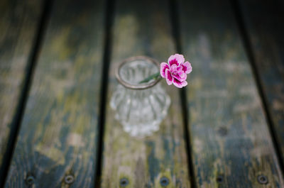 Close-up of flower against blurred background