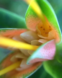 Close-up of flowers