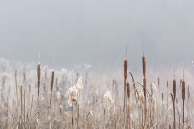 Close-up of plants on field against sky
