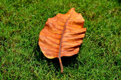 High angle view of leaf on grassy field