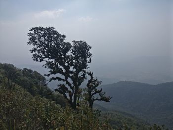 Tree on landscape against sky