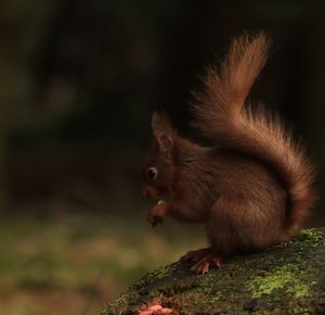 Close-up of squirrel