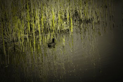 View of duck swimming in lake