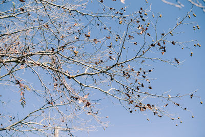 Low angle view of flowering plant against clear blue sky
