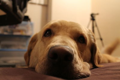 Close-up portrait of dog