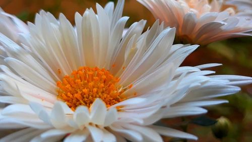 Close-up of white daisy flower