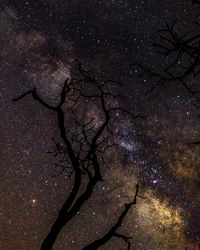 Low angle view of bare tree against sky at night