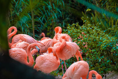flamingo