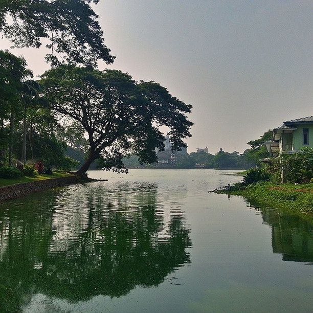 water, tree, clear sky, reflection, tranquility, waterfront, tranquil scene, lake, scenics, nature, beauty in nature, growth, river, sky, idyllic, sunlight, copy space, outdoors, rippled, green color