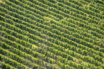 Full frame shot of corn field