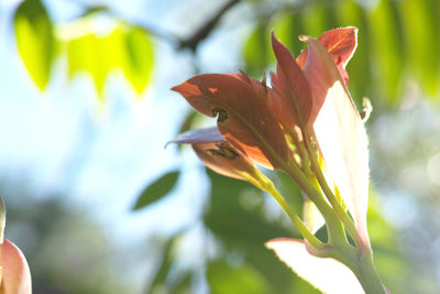 Close-up of bird on red flower
