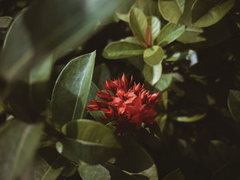 Close-up of red flowering plant