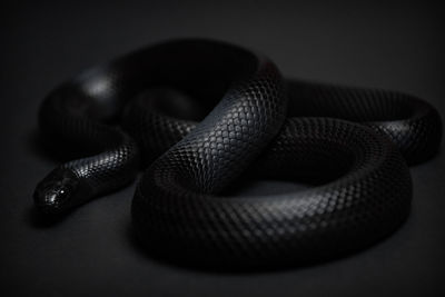 Close-up of snake against black background