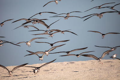 Flock of black skimmer terns rynchops niger on the beach at clam pass in naples, florida