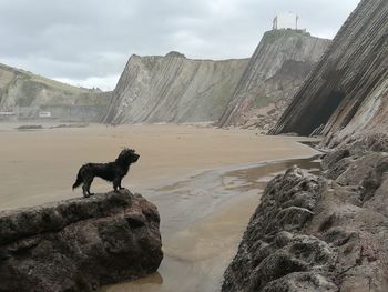 Dog on beach against sky