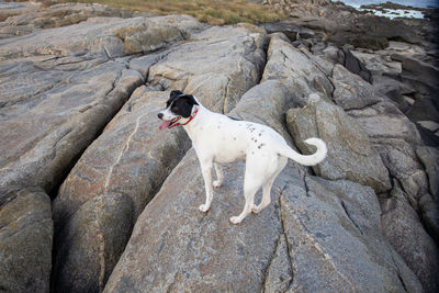 Dog standing on rock