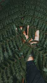 High angle view of fern tree