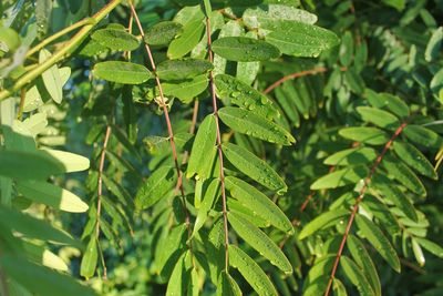 Close-up of fresh green leaves