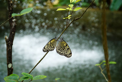 Butterfly on leaf