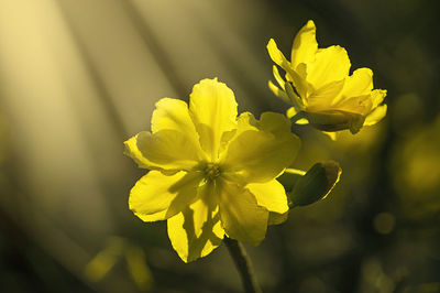 Close-up of yellow flowering plant