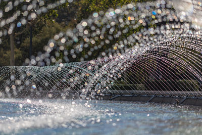 Close-up of crocodile in water