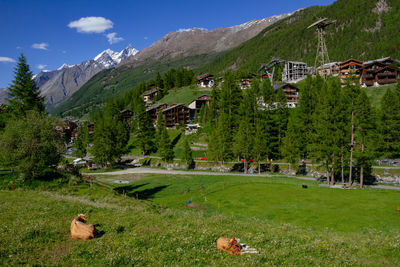 Rothorn summit view with snow from zermatt valley with typical swiss wooden chalet houses and trees