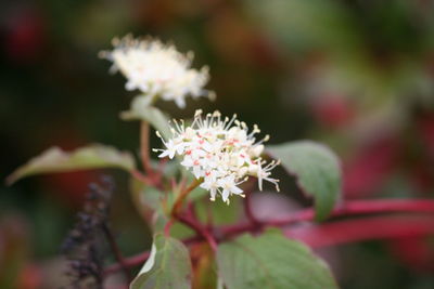 Close-up of pink flowers growing outdoors