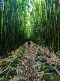 Rear view of person walking on footpath in forest