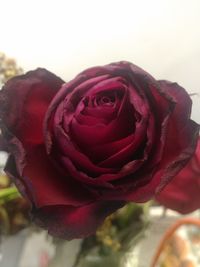 Close-up of pink rose