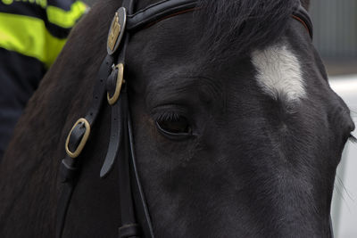 Close-up of a horse