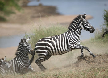 Zebra standing on field